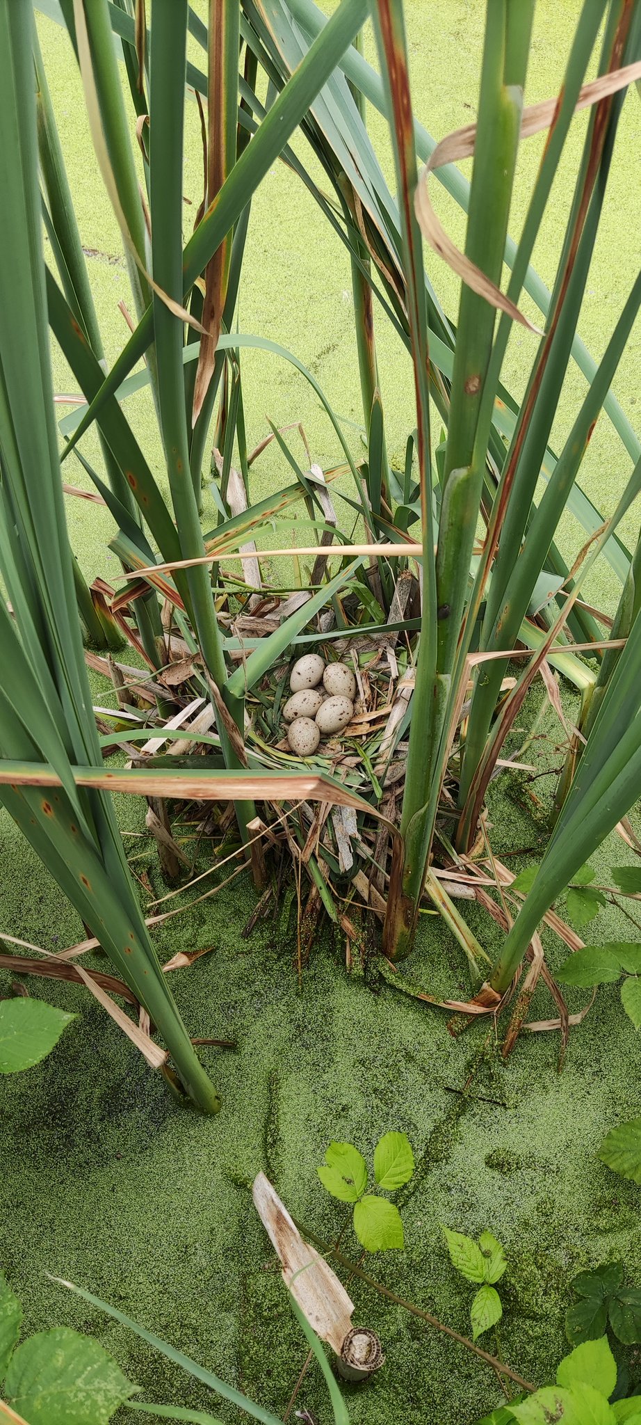 Moorhen eggs Ditch Walthamstow Marshes
