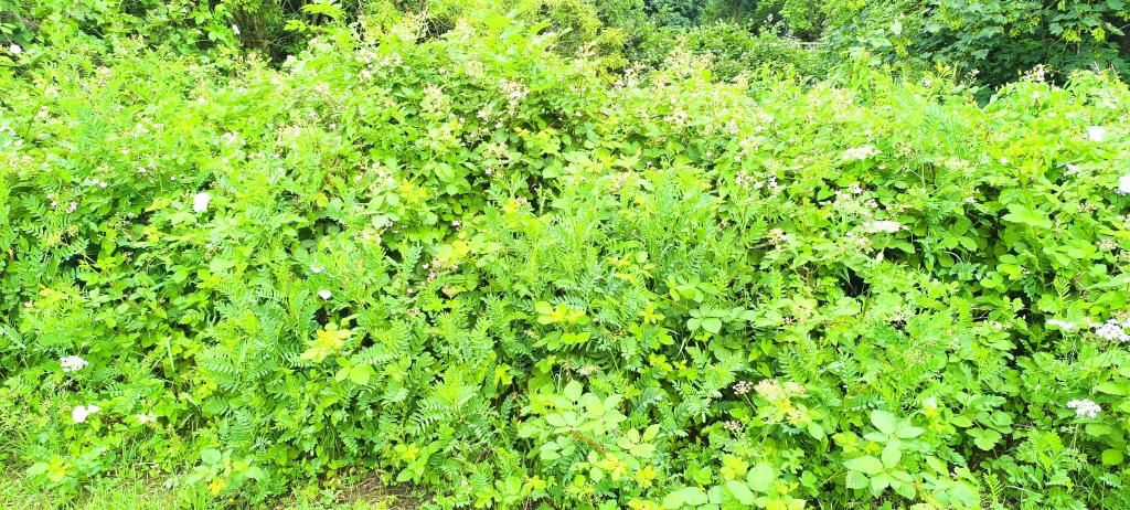 Goat's rue on Aqueduct Path Leyton June 2026.